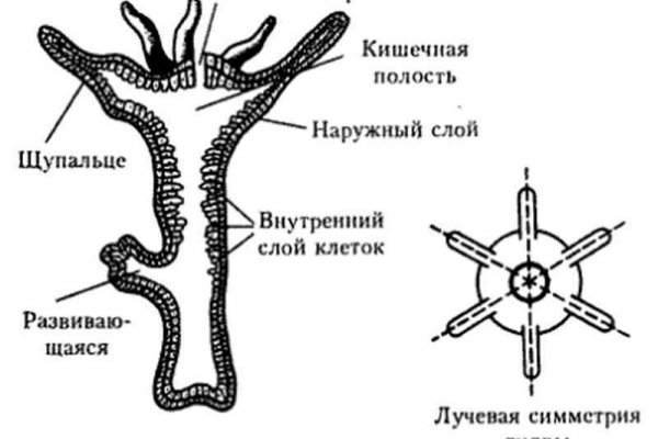 Кракен дарк площадка