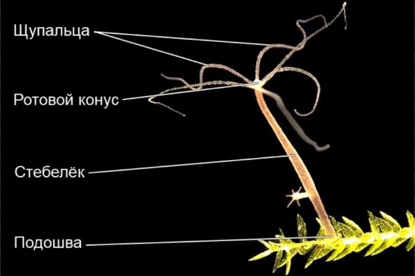 Кракен зеркало krk market com