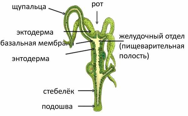 Кракен ссылка 2web